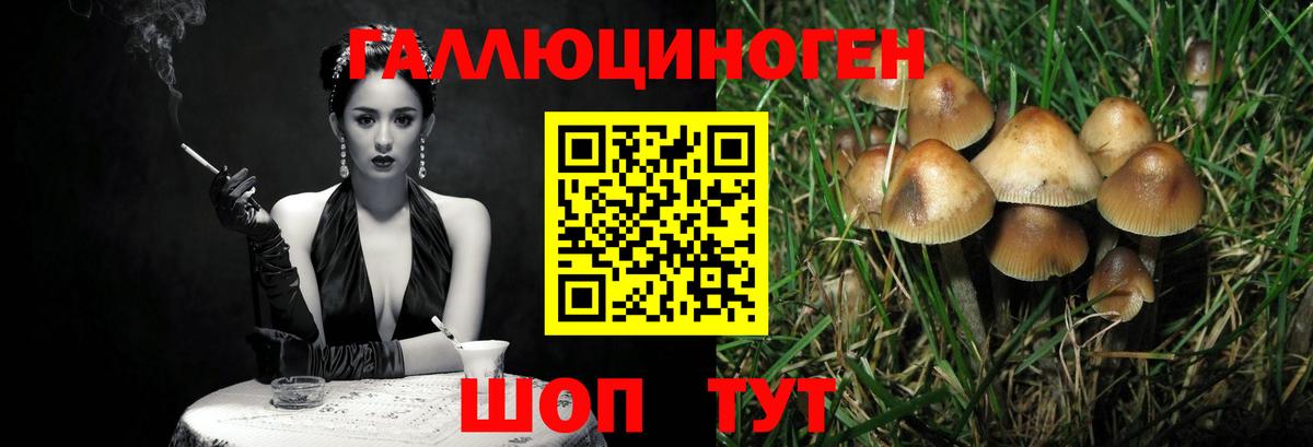 Псилоцибиновые грибы Psilocybine cubensis Новочеркасск